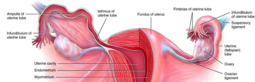Uterine Tubes aka Fallopian tubes aka