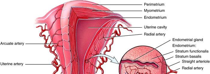 26.18b 28_19 Uterine arteries