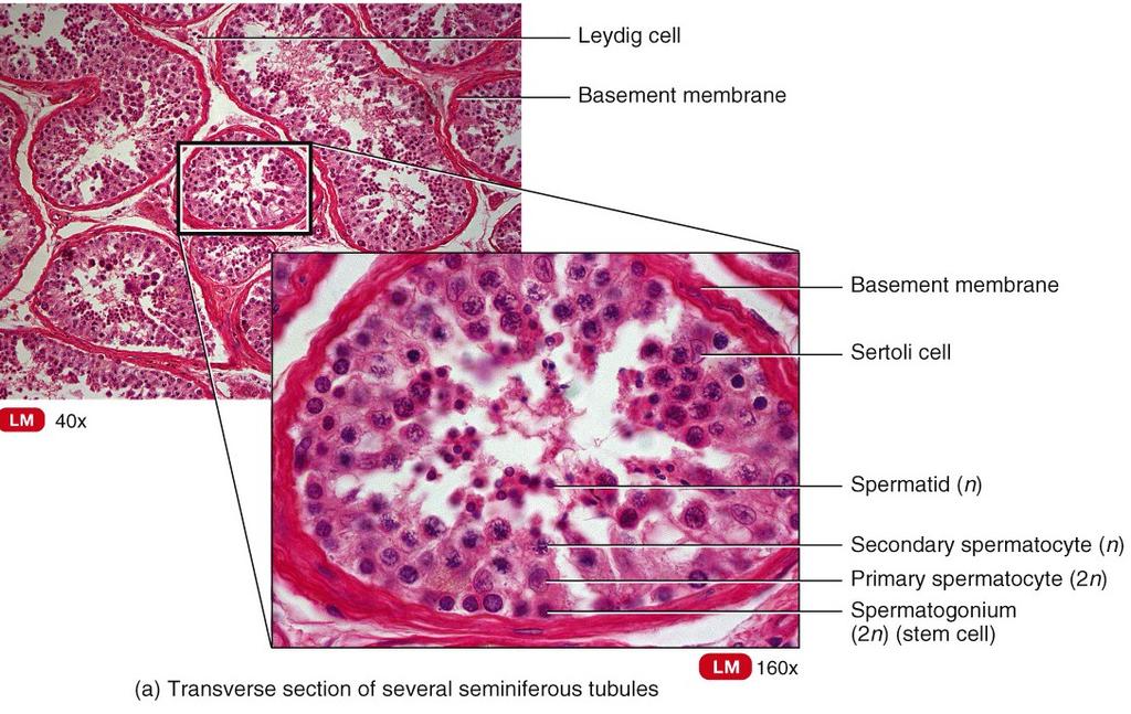Sertoli(sustentacular) cells Fig. 26.