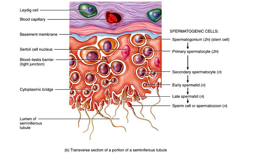 developing germ cells Spermiogenesis Spermiation Produce fluid for sperm