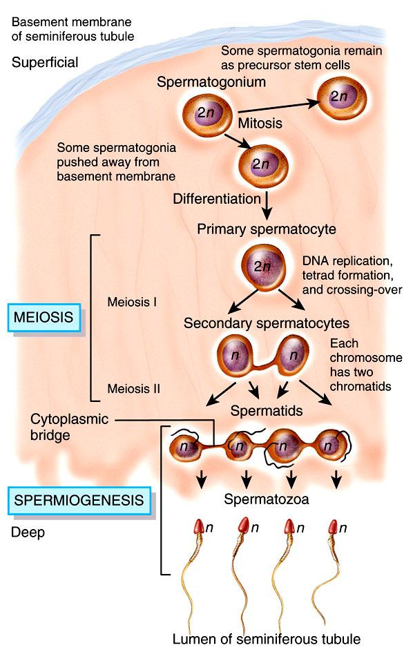 Spermatocytogenesis Spermatogenesis