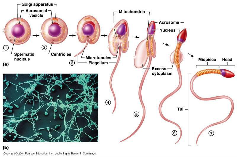 Spermatocytogenesis & Meiosis