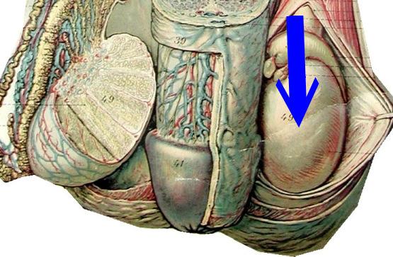 Visceral Layer of Tunica Vaginalis