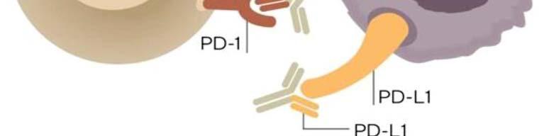 CD4+, CD3+, CD8+ PD-1 or PD-L1 routinely expressed