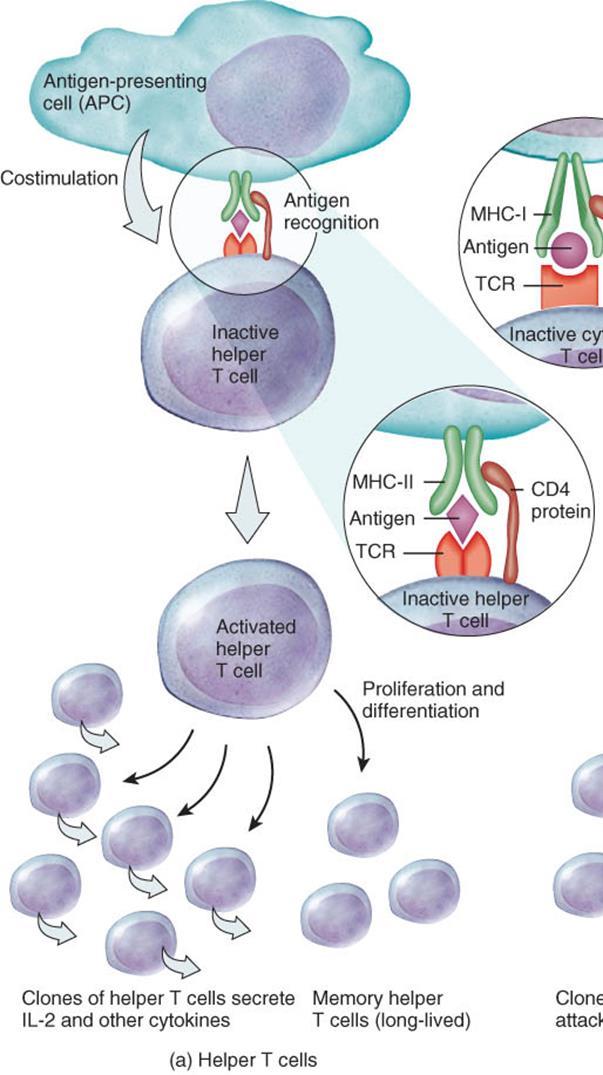 Activation and Clonal Selection of Helper T Cells
