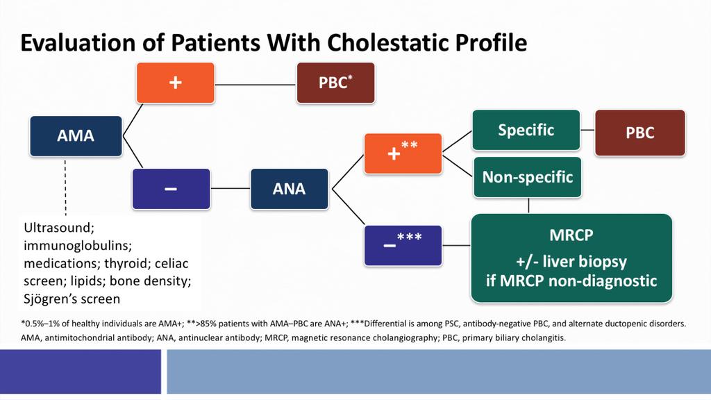 This slide shows in an algorithmic manner how to approach a patient with a positive anti-mitochondrial antibody. A patient that's AMA positive is very likely to have PBC.