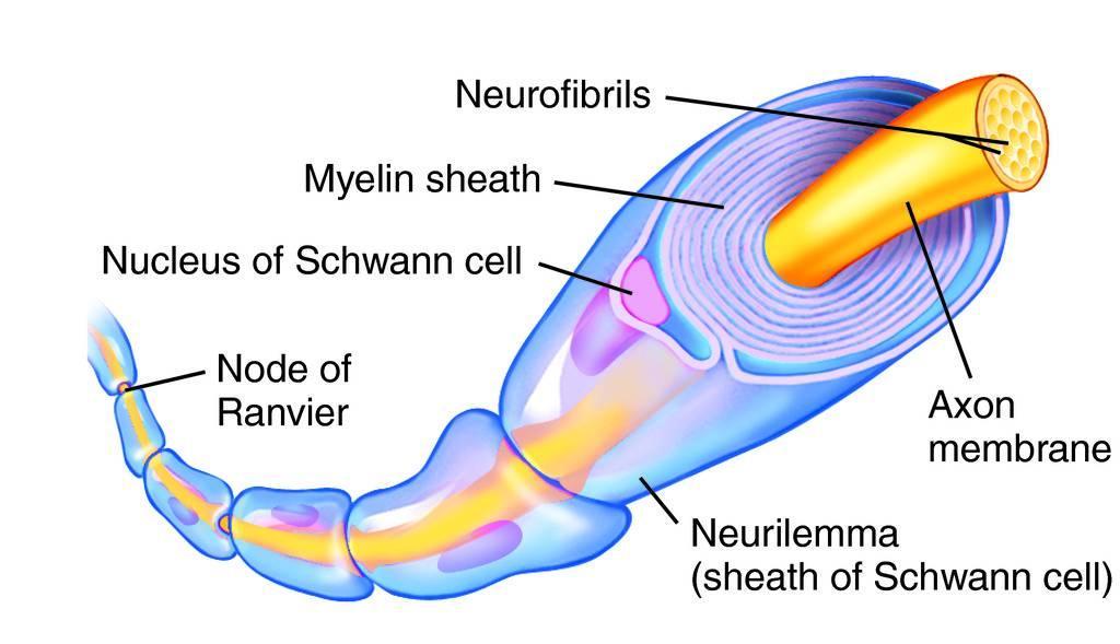 A- Myelinated nerve fibers The Axiss rounded by Myelin sheath which consists of fatty material protein complex in some areas, which are called contract Ranvir Node The sheath is