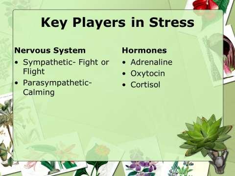 Amygdala>behavior(reactions)>autonomic>hormones Parasympathetic Nervous System is the calm state Peaceful state Sympathetic Nervous System is the Stressed state.