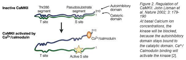 CaMKII Calcium/calmodulin dependent protein kinase