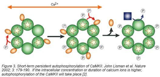 Short Term CaMKII Auto Phosphorylation If Ca2+/calmodulin binds to two