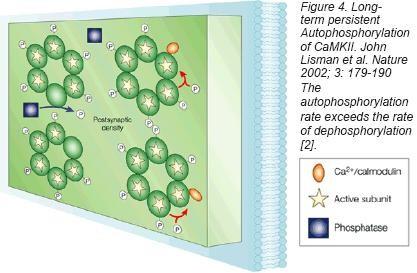 Long Term CaMKII Auto Phosphorylation Can Persist Independent of Calcium