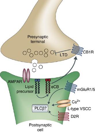 Retrograde Transmission of Endocannabinoids LTD of excitatory synapses onto medium spiny