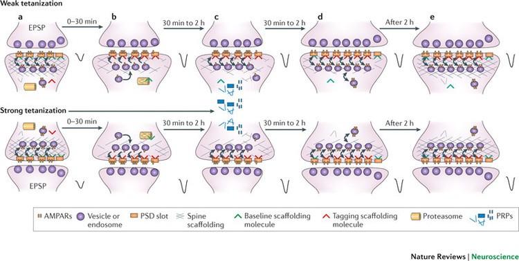Synaptic Tagging Potentiation of a weakly stimulated synapse can be rescued by PRPs