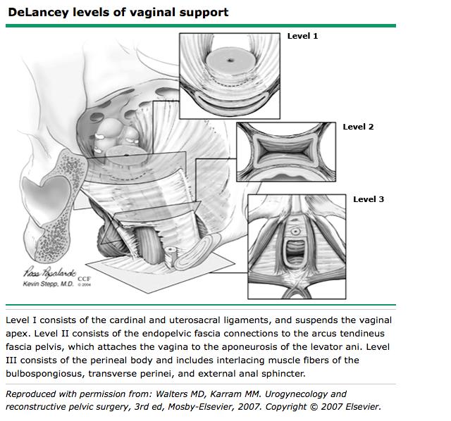 Anatomy and physiology of the pelvic supports The pelvic floor supports the pelvic viscera and vaginal, urethral and rectal openings Endopelvic fascial attachments support the vagina at three levels