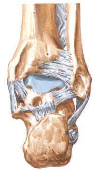 Important Ligaments for Joint Stability Deep Deltoid ligament Syndesmosis AITF PITF Syndesmosis ligament(tib-fib) Interosseous Membrane Syndesmosis Anterior tibio-fibular ligament (ATFL) Posterior