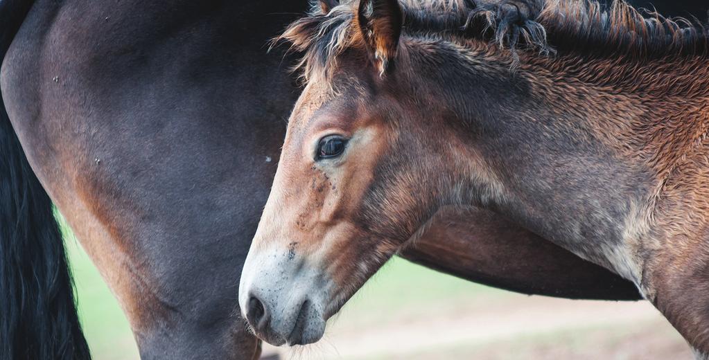 Breeding Horses Breeding Blends Fortified with higher nutrient levels for pregnant and lactating mares Breeding horses have added nutritional needs, ranging from the nutritional demands of young