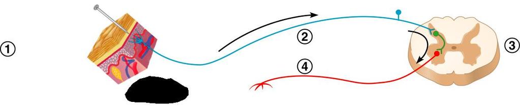 The Reflex Arc Stimulus at distal end of neuron (a) Receptor Skin Sensory neuron Motor