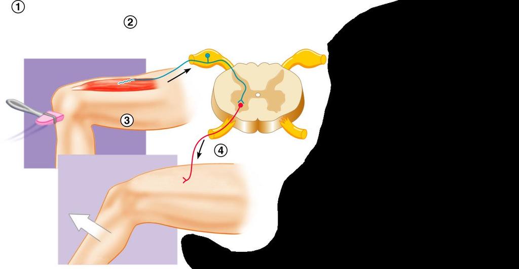 Simple Reflex Arc Sensory receptors (stretch receptors in the quadriceps muscle) Sensory (afferent)