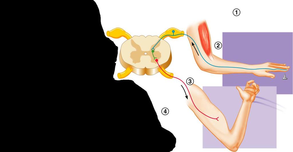 Simple Reflex Arc Spinal cord Sensory receptors (pain receptors in the skin)