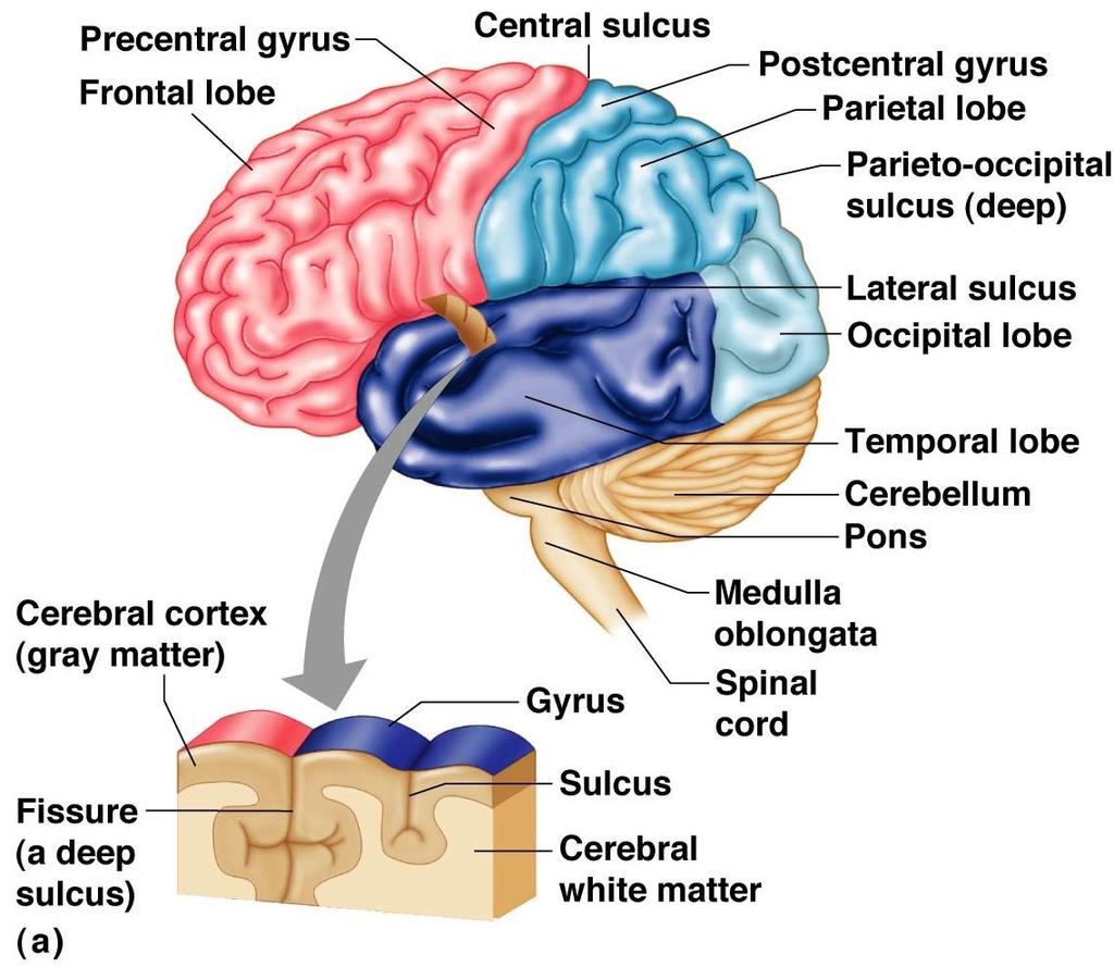 Regions of the Brain: