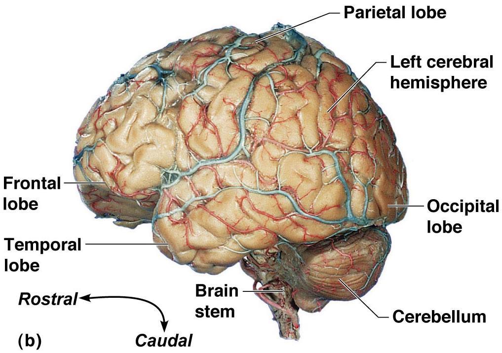 Regions of the Brain: