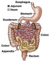 Small Intestine The key point to remember here is that the small Intestine is the main site for