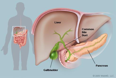 intestine) The Gallbladder (Note the
