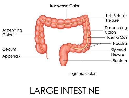 Large Intestine (Colon) Has three colonal segments: 1) Ascending 2)