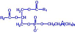 Ninhydrin reagent Sulphatides