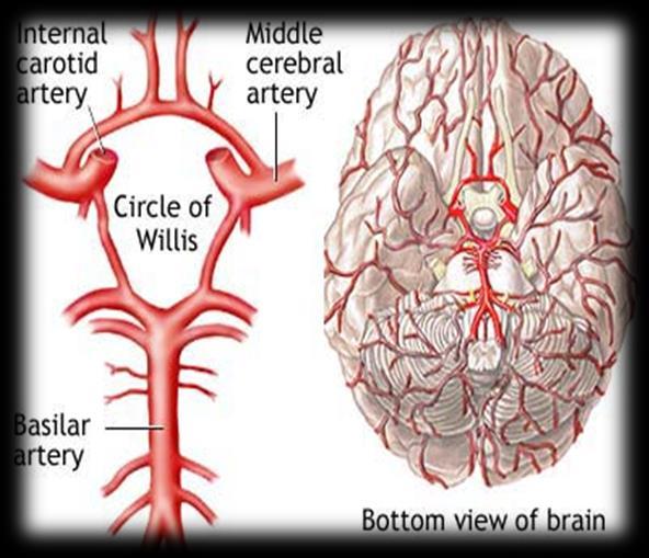 CEREBRAL ARTERIAL SUPPLY The arterial cerebral circulatin is divided int anterir and psterir cerebral circulatins.