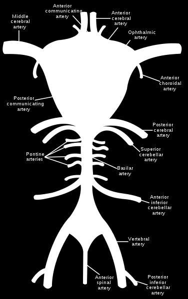 vessels that penetrate the surface f the brain