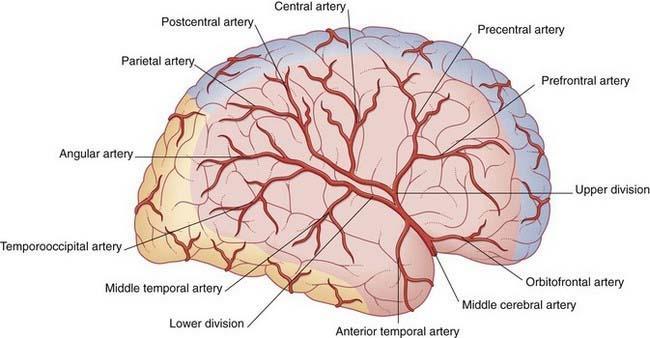 MIDDLE CEREBRAL ARTERY Supplies: Entire Superlateral surface: