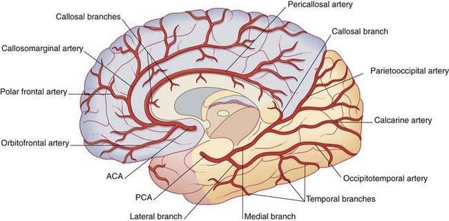 POSTERIOR CEREBRAL ARTERY Supplies: Anterir and inferir tempral lbes Uncus Lcated n the tip end f the medial surface f the