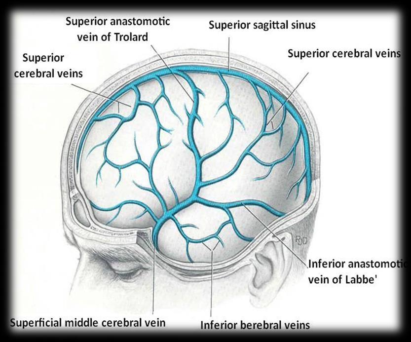 the Superir Sagittal sinus, and
