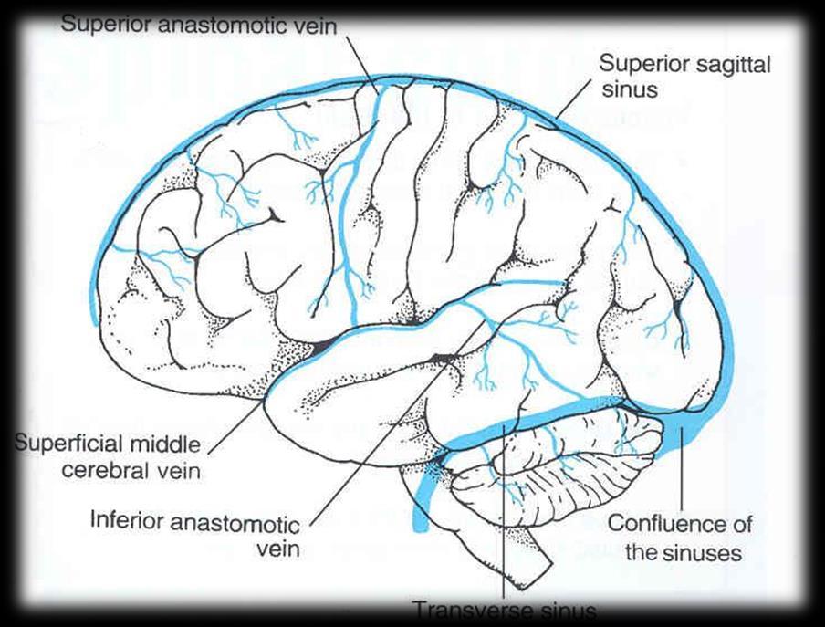 SUPERFICIAL CORTICAL VEINS Inferir Cerebral Veins Run belw the lateral sulcus Drain the lateral