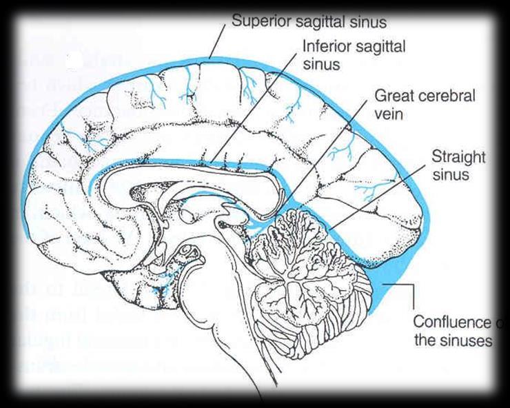 DEEP CEREBRAL VEINS They drain the internal structures; Basal ganglia Internal capsule Thalamus They merge t frm the Internal