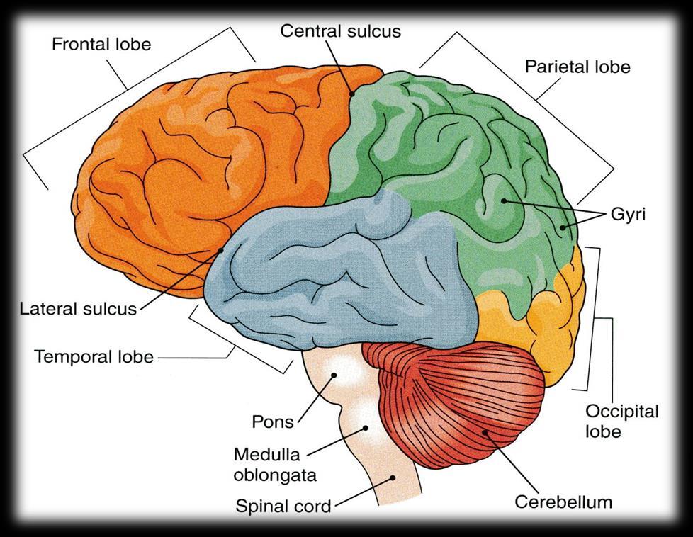 Review: CEREBRUM The largest part f the brain, and has tw hemispheres.