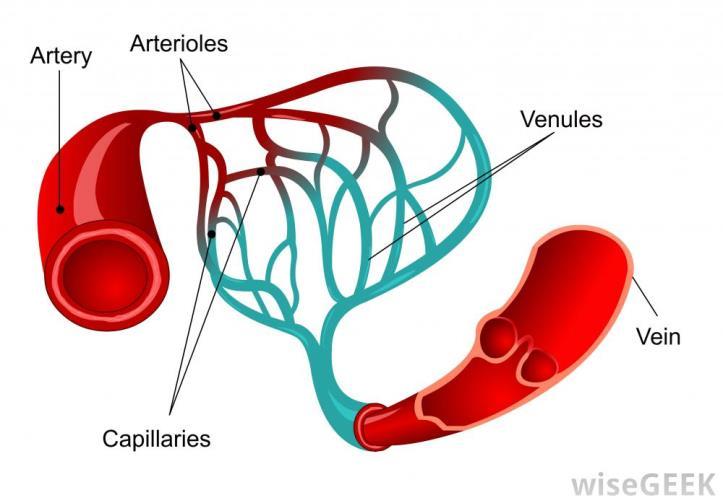 Review: BLOOD VESSELS Bld vessels are the part f the circulatry system that transprts bld thrughut the human bdy.