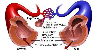Review: HISTOLOGY The arteries and veins have three layers, but the middle layer is thicker in the arteries than it is in the veins: Tunica Intima (the thinnest layer): a single layer f simple