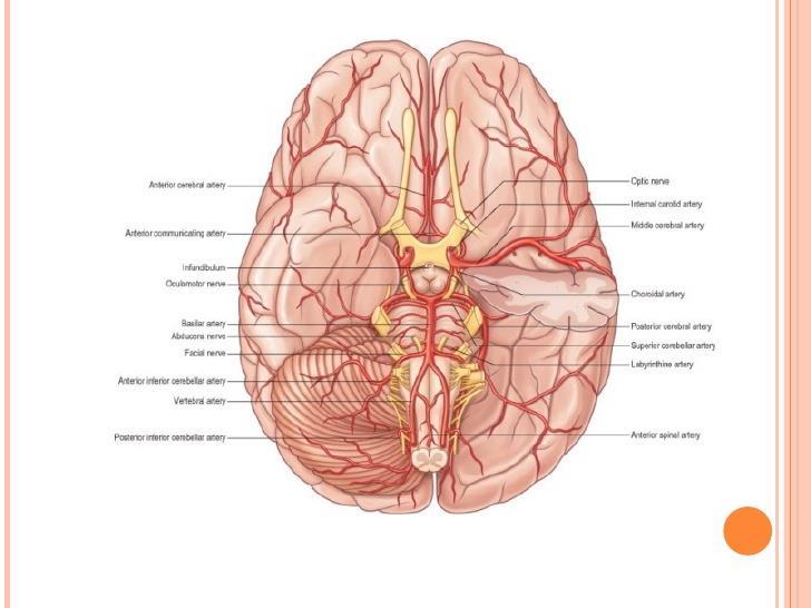 CEREBRAL CIRCULATION The mvement f bld thrugh the netwrk f bld vessels t supply the brain. The arteries carry xygenated bld and ther nutrients t the brain.