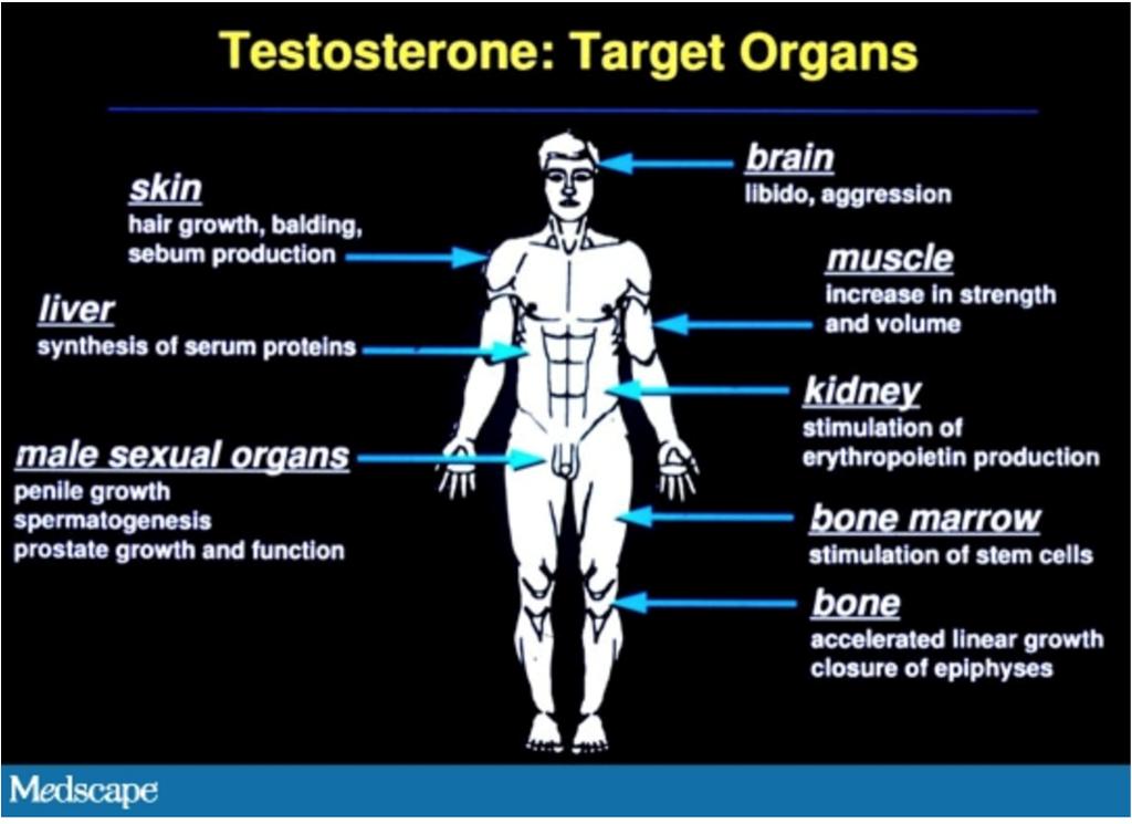 What does testosterone do in the body?