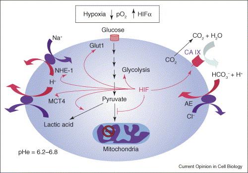 Cellular adaptation to hypoxia! MCT4-H + /lactate! monocarboxylate transporter! NHE-1-Na + /H + exchanger!