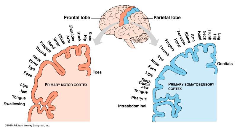 Cerebral Cortex Controls