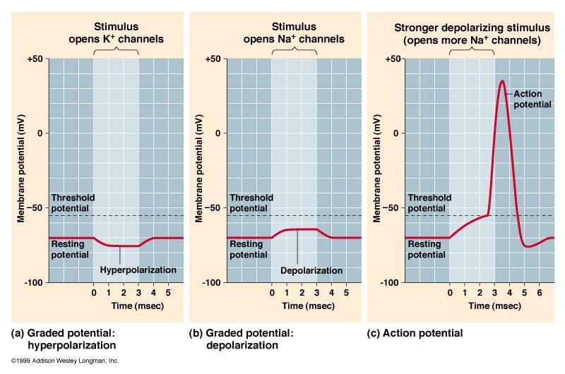 Action Potential Requires