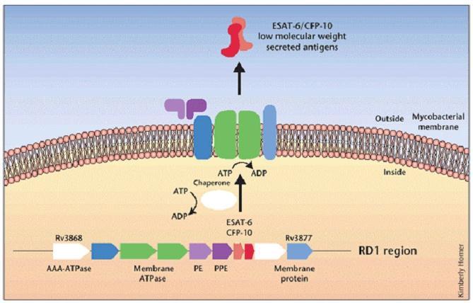 Interferon Release Assays (IGRAs) Measurement of the cell mediated immune response after stimulation with M. tuberculosisspecific antigens ESAT6, CFP10, TB 7.