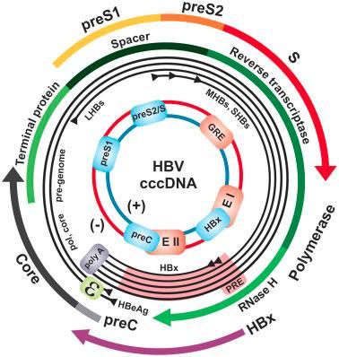 The Hepatitis B Virus Genome Structure of HBV 4 Promoter elements 2 enhancer