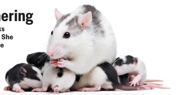 MS Rats Drink More Control rats