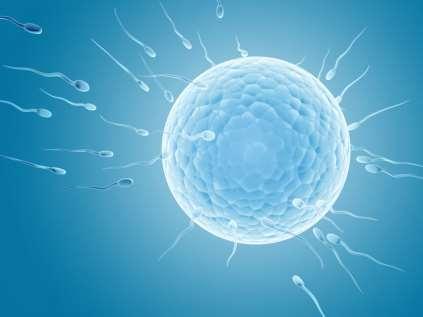 In Vitro Fertilisation (IVF) Stimulate ovaries to produce multiple follicles Eggs are retreived and mixed with sperm in vitro Embryos