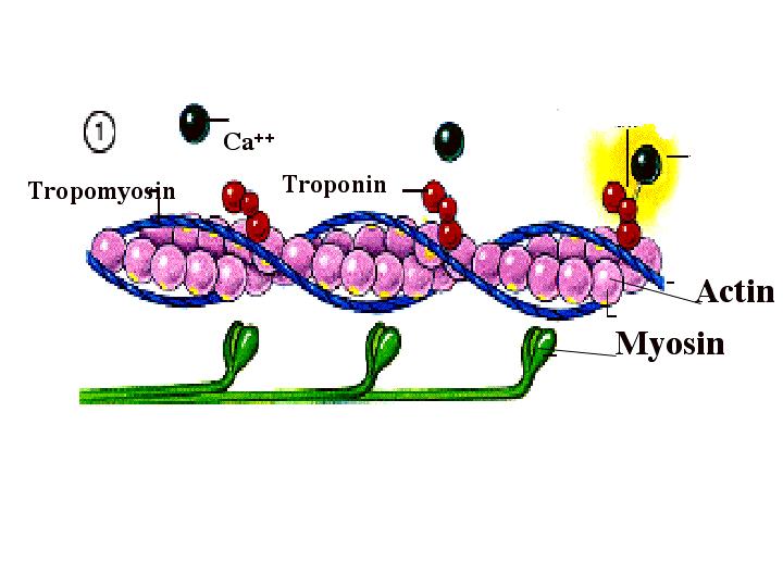 Actin and Myosin