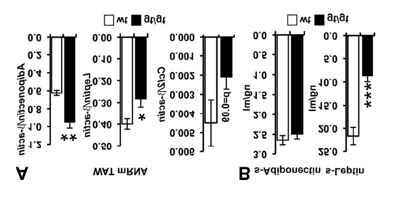 Supplementary Figure 3. Adiponectin, leptin and chemochine (C-C) motif ligand 2 mrna levels and serum adiponectin and leptin levels in Hif-p4h-2 gt/gt and wild-type mice.